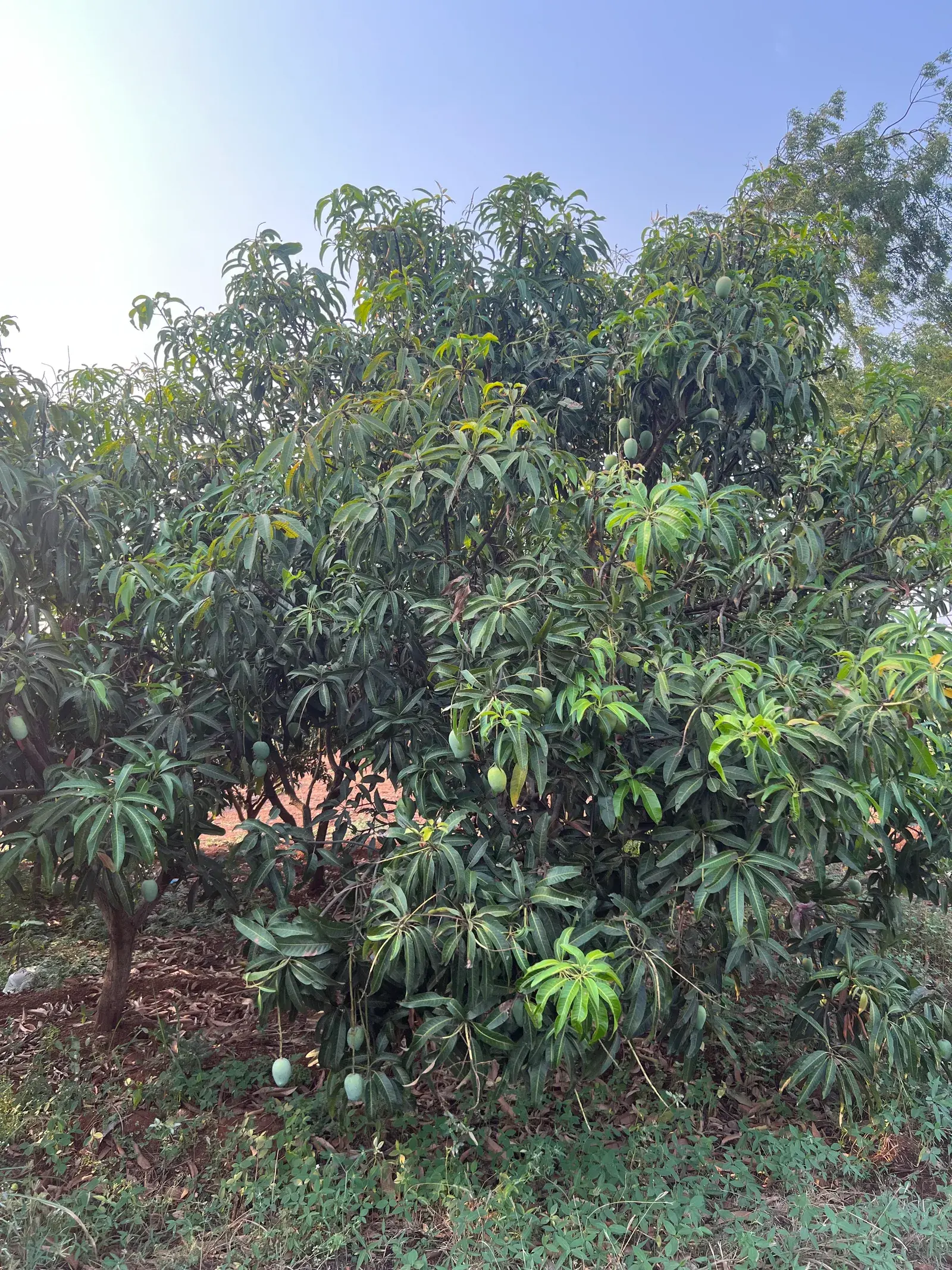 Magnolia Orchards, Kolhapur — image 1